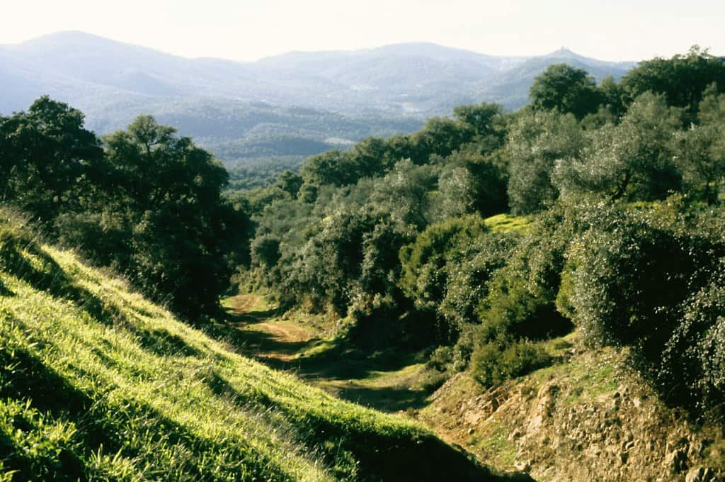 Excursión a la Sierra de Aracena desde Sevilla